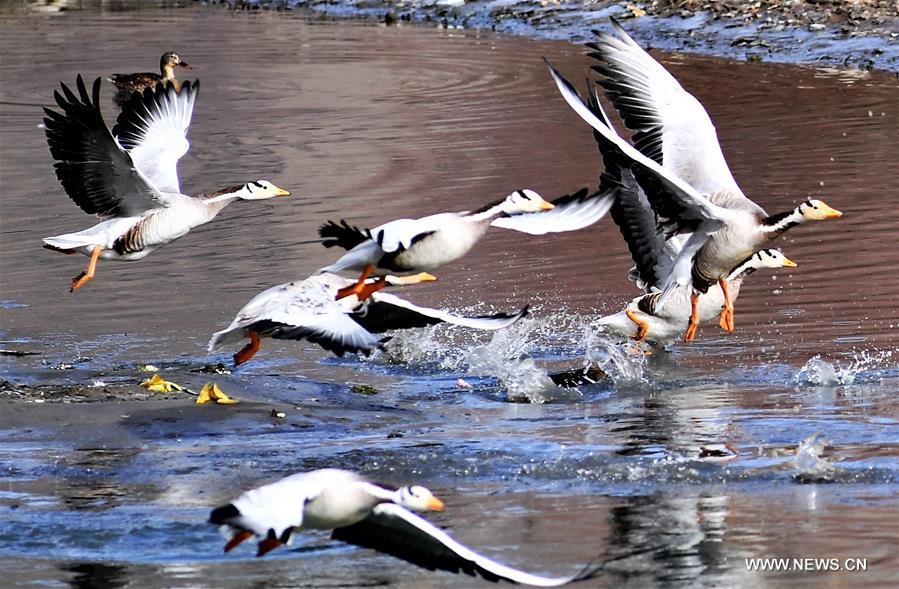 CHINA-TIBET-LHASA-BIRDS (CN)