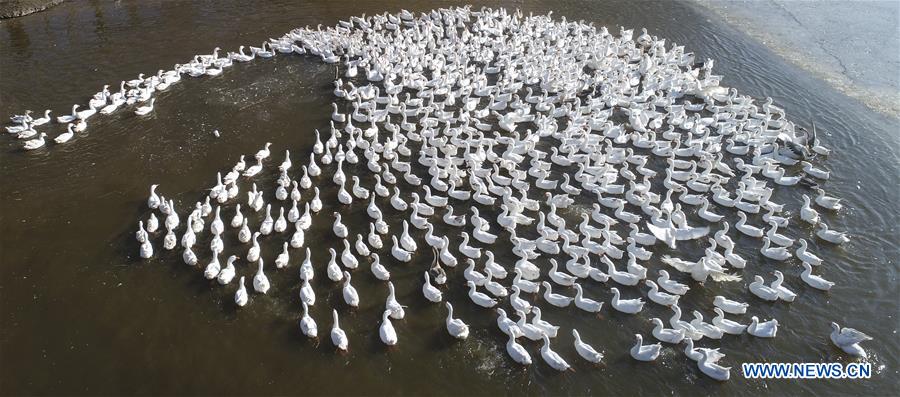 #CHINA-HEBEI-WINTER-GEESE (CN)