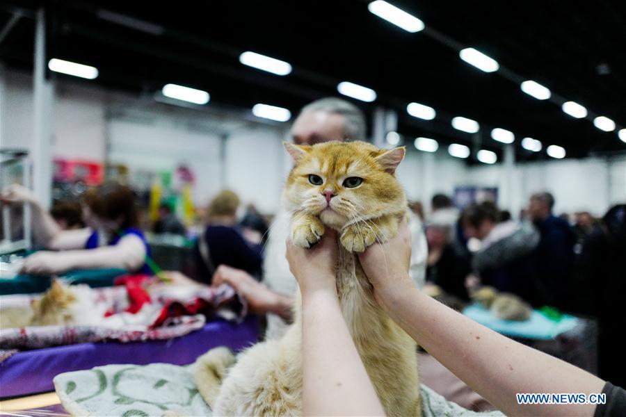 RUSSIA-MOSCOW-CAT SHOW