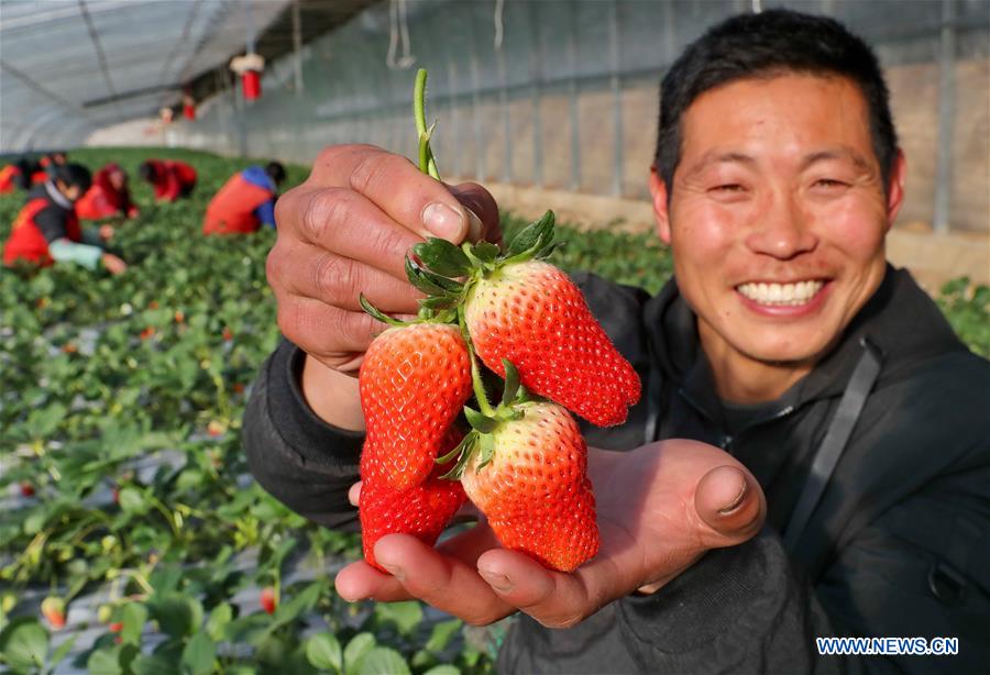 CHINA-HEBEI-QIANAN-AGRICULTURE (CN)