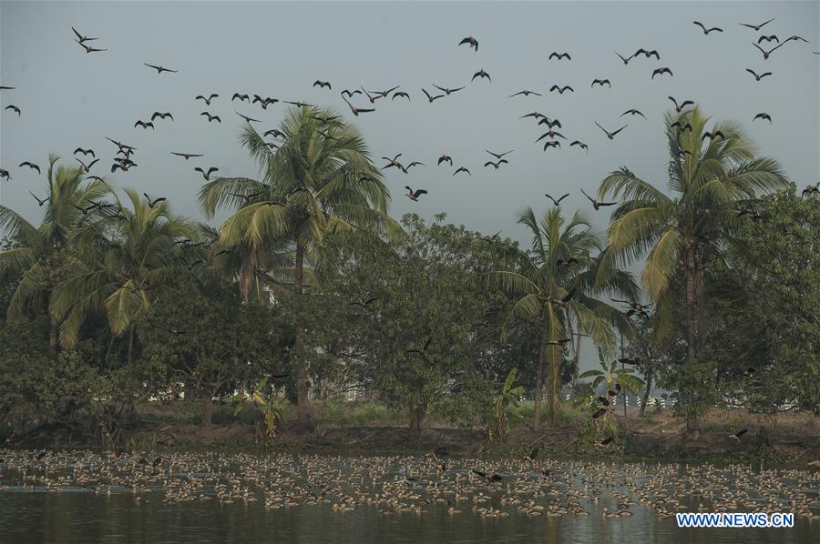 INDIA-KOLKATA-MIGRATORY BIRDS