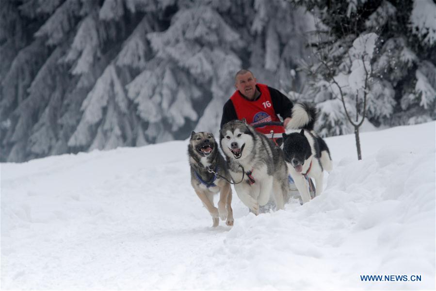 (SP)ROMANIA-BAILE TUSNAD-SLED DOG SPIRINT COMPETITION