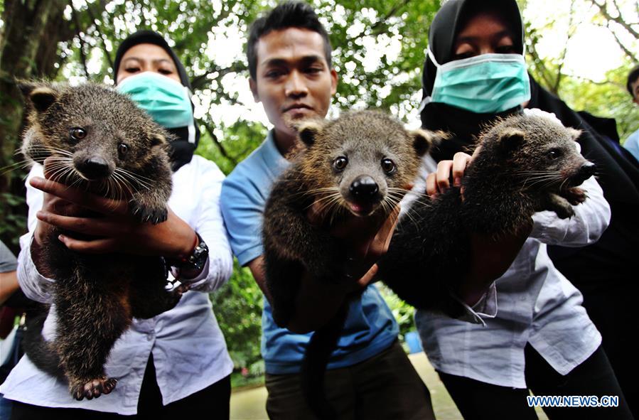 INDONESIA-BANDUNG-BABY BEARCAT