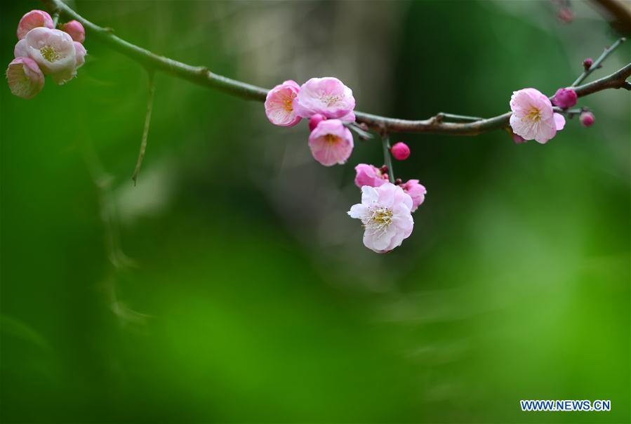 #CHINA-SPRING-PLUM BLOSSOM (CN) 