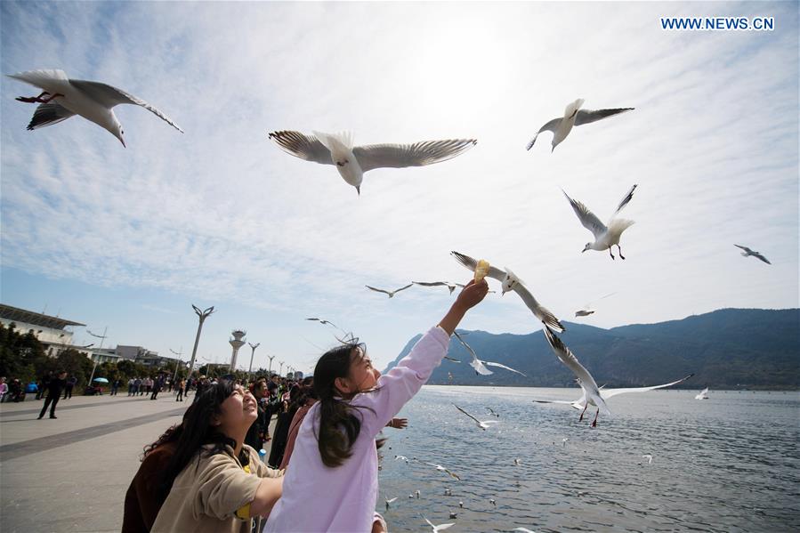 CHINA-KUNMING-ENVIRONMENT-BLACK-HEADED GULLS (CN)