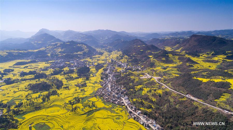 CHINA-YUNNAN-LUOPING-RAPE FLOWER(CN)