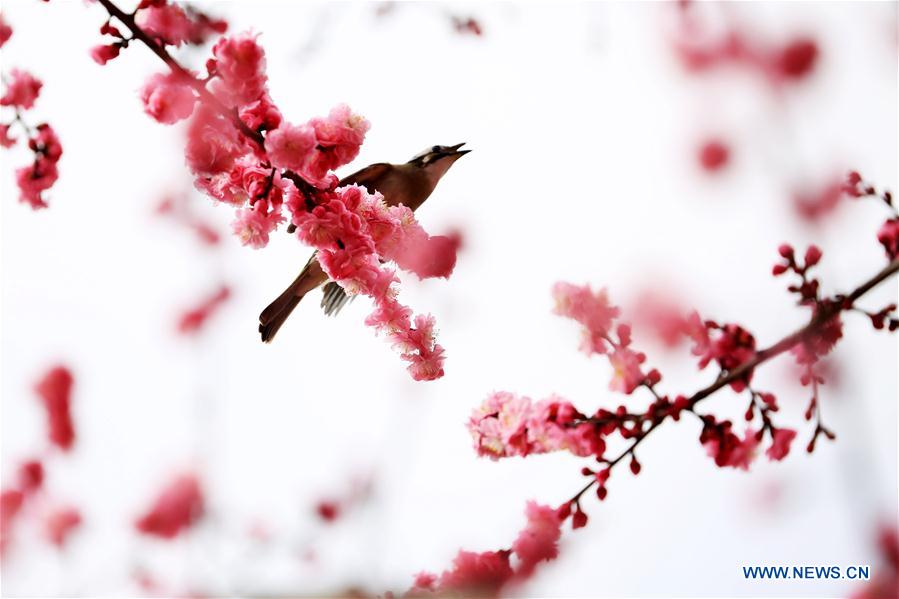 #CHINA-SCENERY-SPRING (CN)