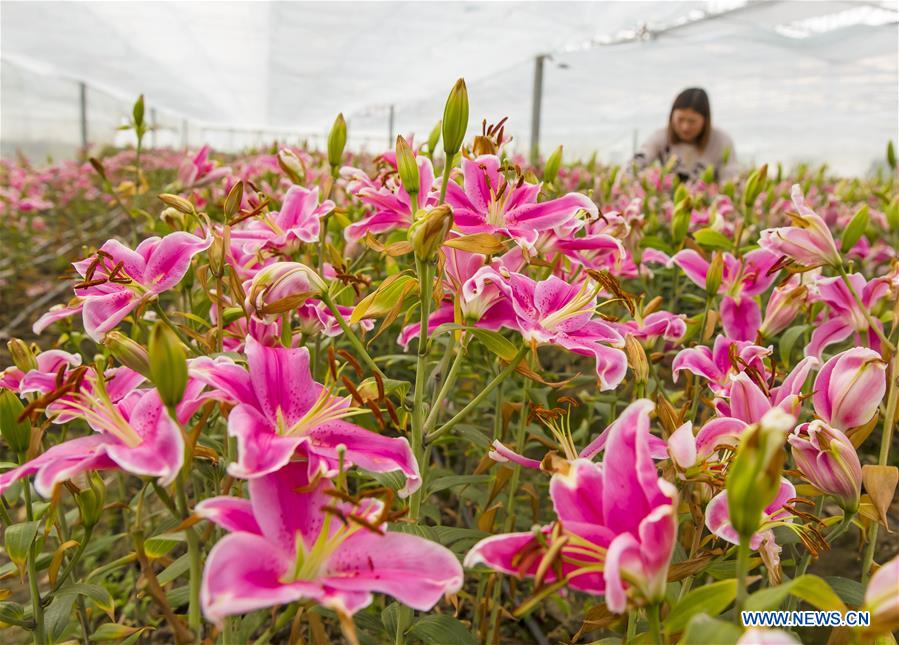 #CHINA-JINGZHE-FARM WORK (CN) 