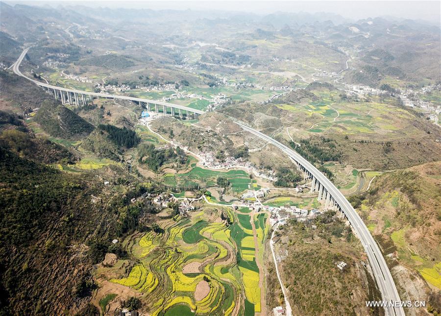 CHINA-GUIZHOU-RAPE FLOWER(CN)