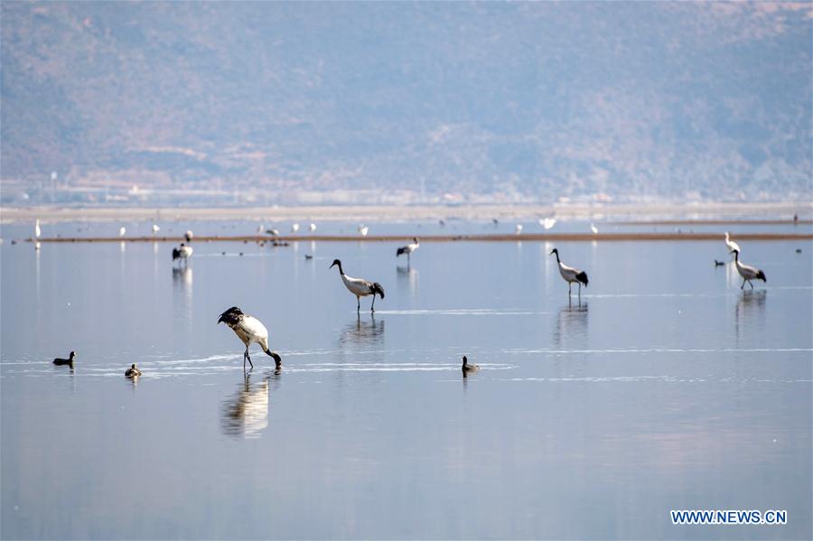 CHINA-YUNNAN-BLACKNECKED CRANE (CN)