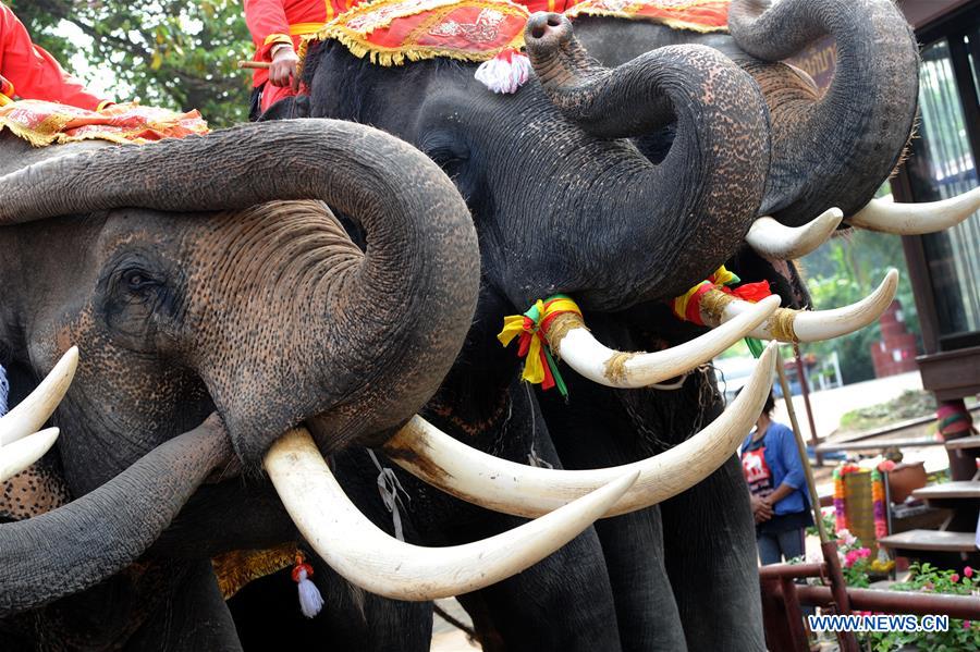 THAILAND-AYUTTHAYA-ELEPHANT DAY