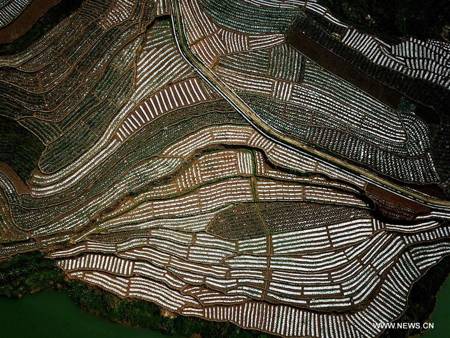 CHINA-GUANGXI-FIELDS-SPRING VIEW(CN)