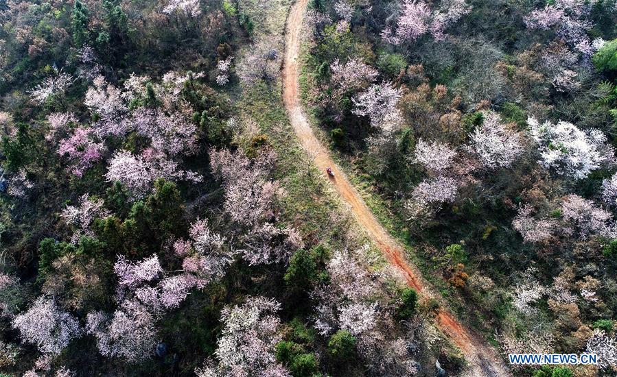 CHINA-HUBEI-CHONGYANG-CHERRY BLOSSOMS (CN)