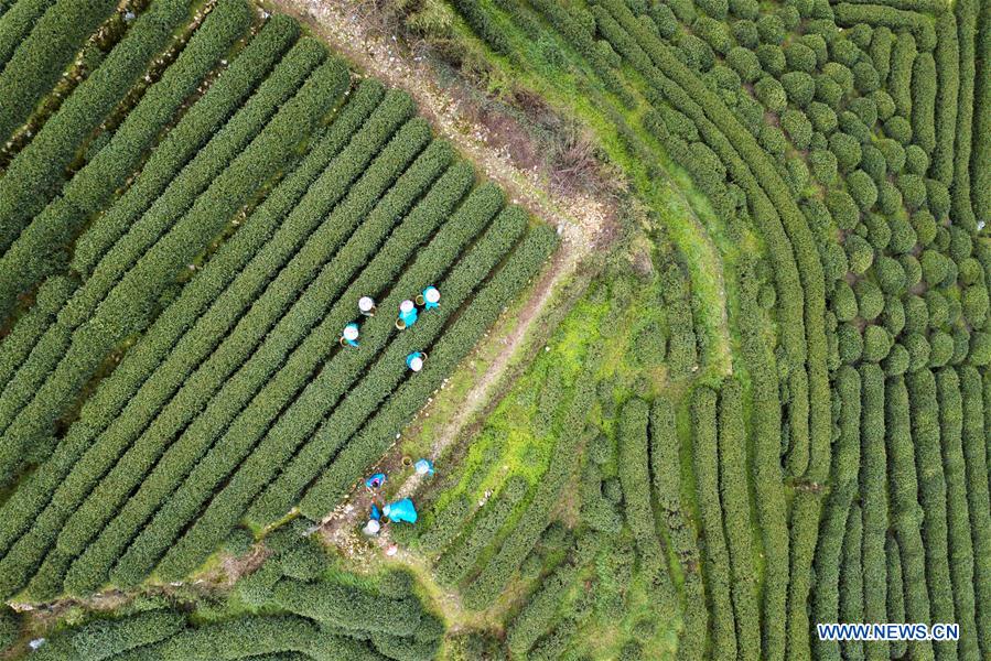 CHINA-HANGZHOU-TEA GARDEN (CN)