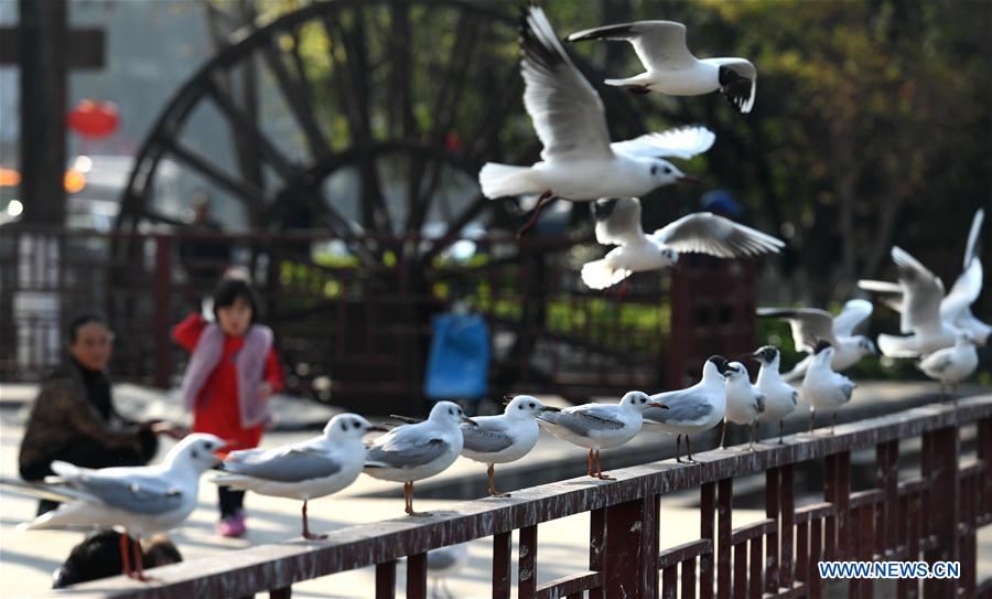 CHINA-KUNMING-BLACK-HEADED GULL (CN)