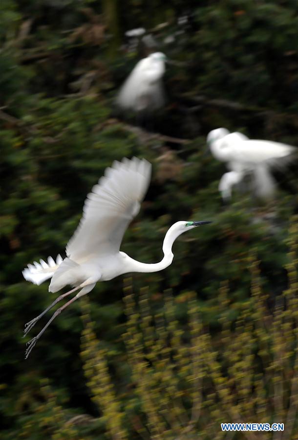 CHINA-JIANGXI-EGRETS (CN)