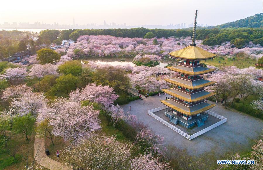 CHINA-WUHAN-CHERRY BLOSSOMS (CN)