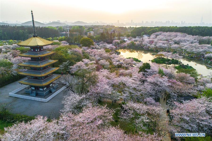 CHINA-WUHAN-CHERRY BLOSSOMS (CN)