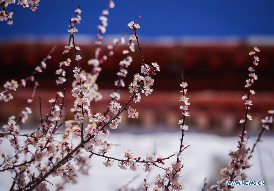 CHINA-TIBET-MONASTERY-FLOWER(CN)