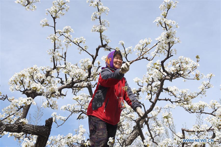 CHINA-HEBEI-ARTIFICIAL POLLINATION (CN)