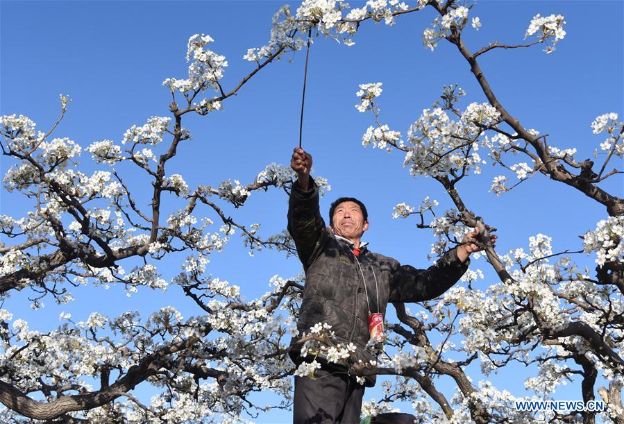 CHINA-HEBEI-ARTIFICIAL POLLINATION (CN)