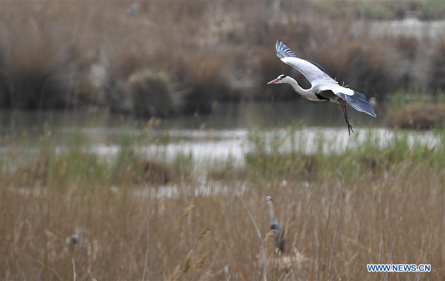 CHINA-NINGXIA-SHAHU-BIRDWATCHING (CN)