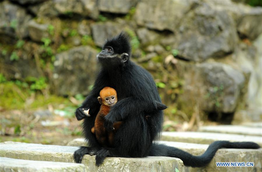 #CHINA-GUIZHOU-FRANCOIS'S LANGUR (CN*) 