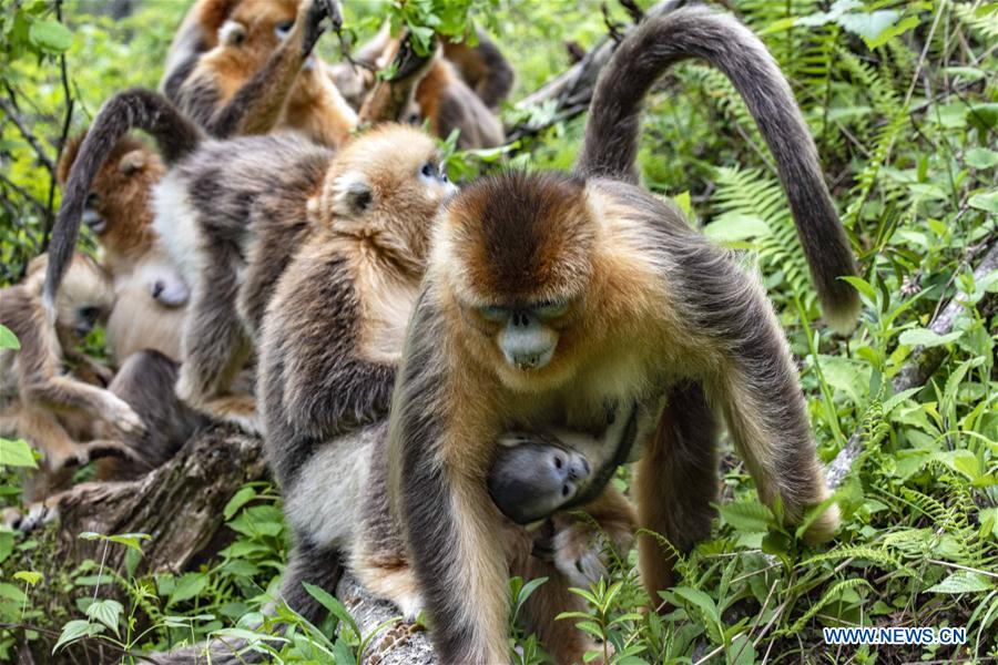 CHINA-HUBEI-SHENNONGJIA-GOLDEN MONKEY (CN)