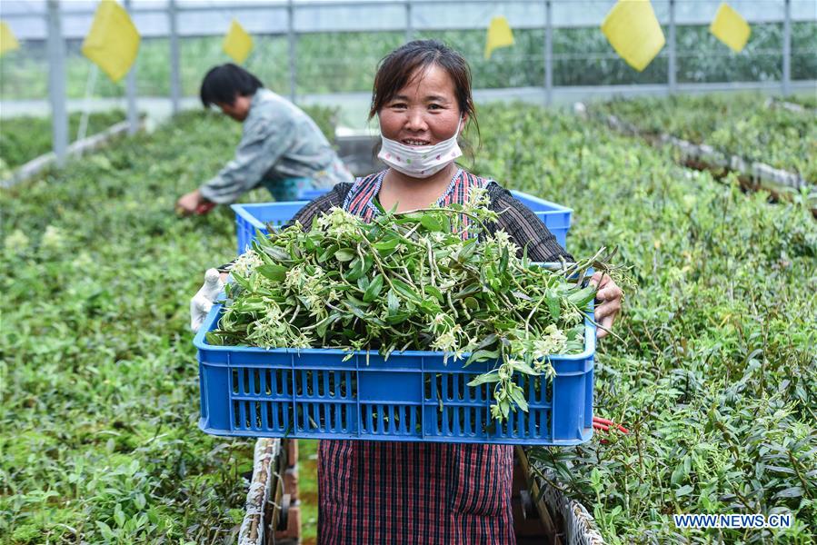 CHINA-ZHEJIANG-CIXI-SALINE-ALKALI SOIL-AGRICULTURE (CN)