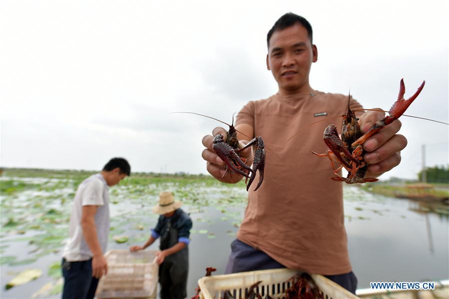 CHINA-NANCHANG-CRAYFISH (CN)