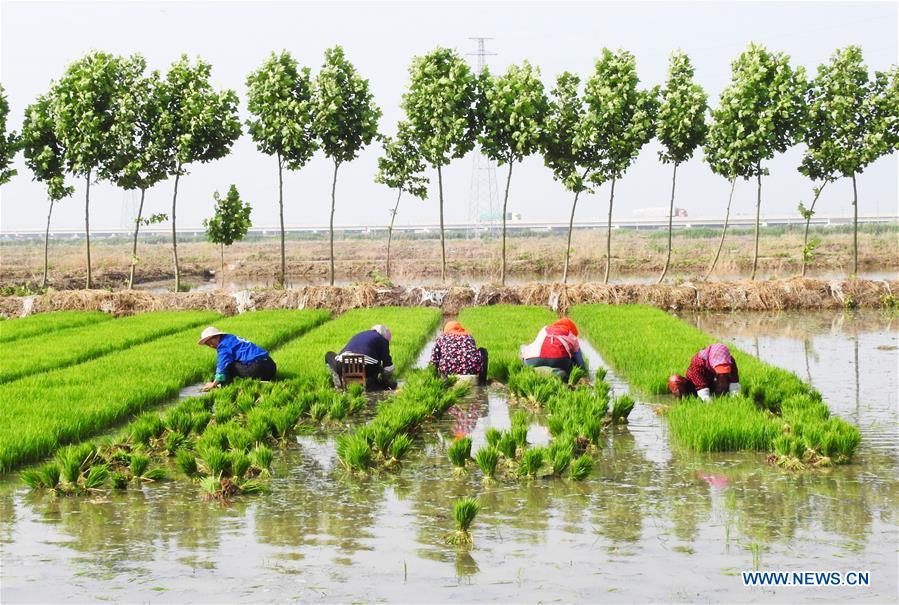 #CHINA-LIANYUNGANG-SALINE SOIL RICE-TRANSPLANTING(CN)