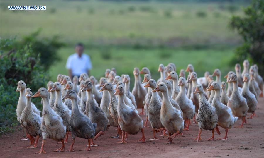 CHINA-HAINAN-QUXI WETLAND-RESTORATION (CN)