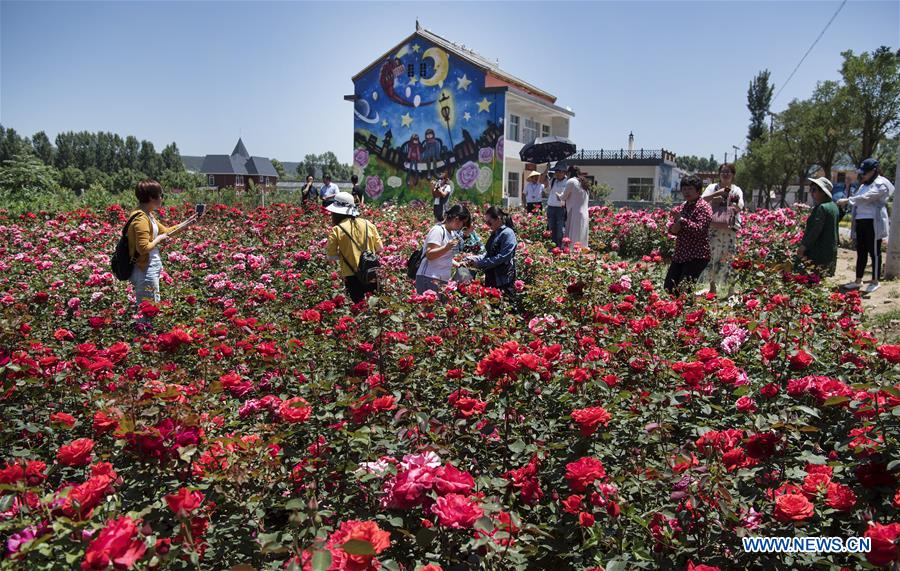 CHINA-SHAANXI-LUONAN-ROSE (CN)