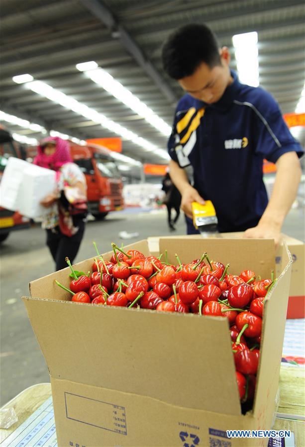 CHINA-SHANDONG-YANTAI-CHERRY PLANTING (CN)