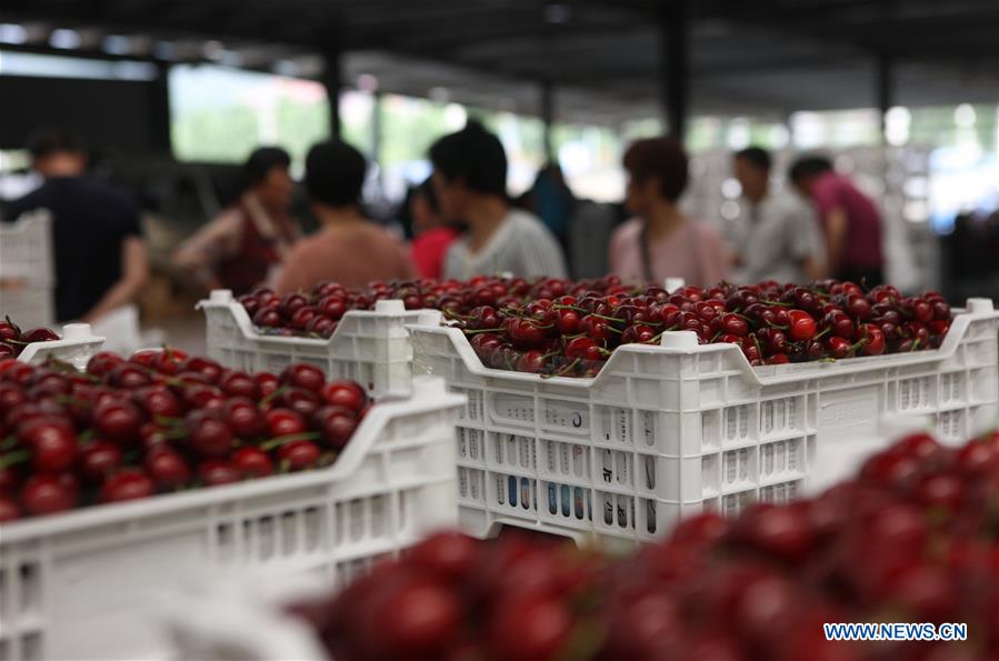 CHINA-SHANDONG-YANTAI-CHERRY PLANTING (CN)