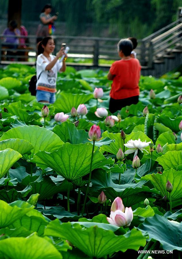 CHINA-ZHENGZHOU-LEISURE-TOURISM-LOTUS (CN)