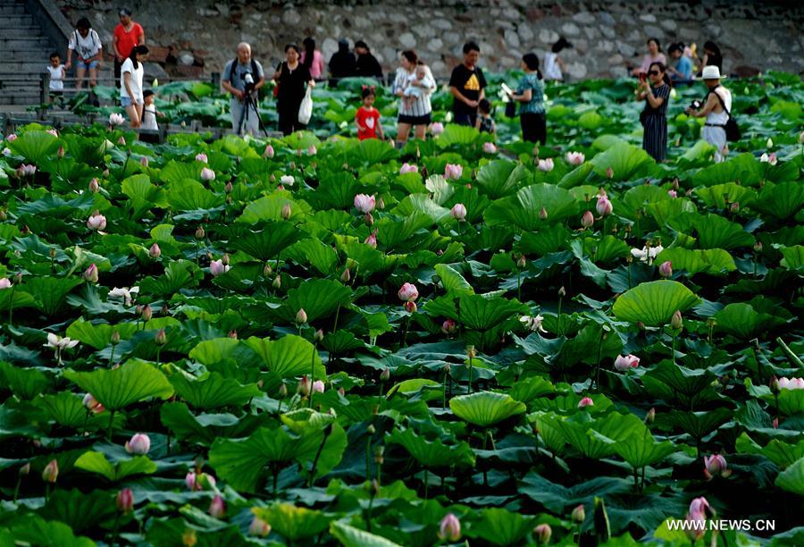 CHINA-ZHENGZHOU-LEISURE-TOURISM-LOTUS (CN)