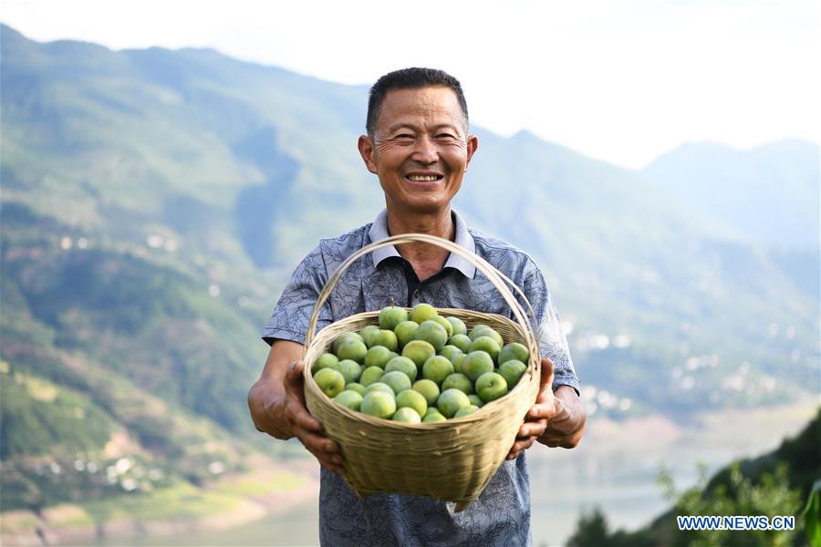 CHINA-CHONGQING-WUSHAN-FARMER-GREEN PLUM (CN)