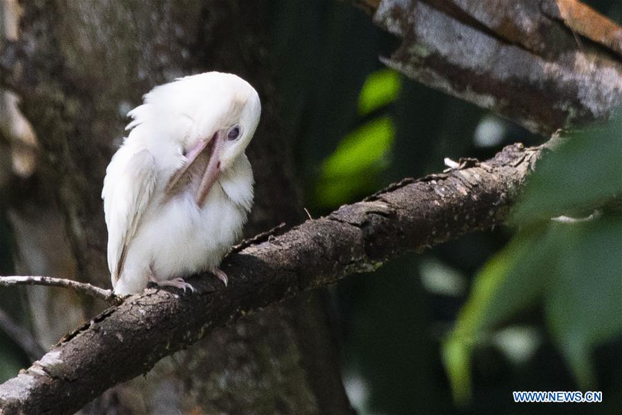 SINGAPORE-NATURE-ALBINO-KINGFISHER