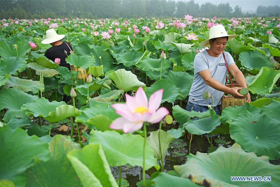 CHINA-JIANGXI-WHITE LOTUS-HARVEST(CN)