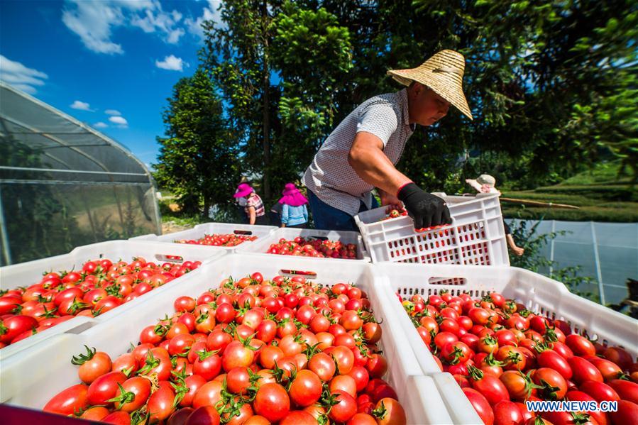 #CHINA-GUIZHOU-CHERRY TOMATOES-HARVEST (CN)