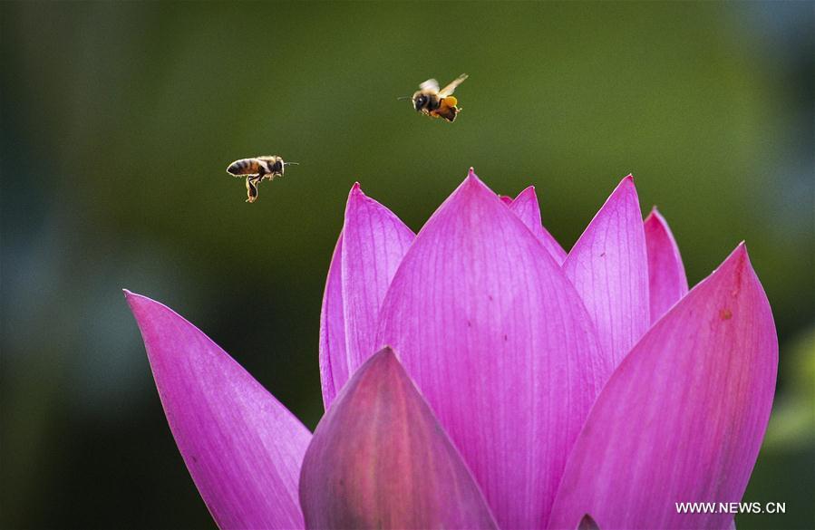 #CHINA-SHANDONG-LOTUS FLOWER (CN)