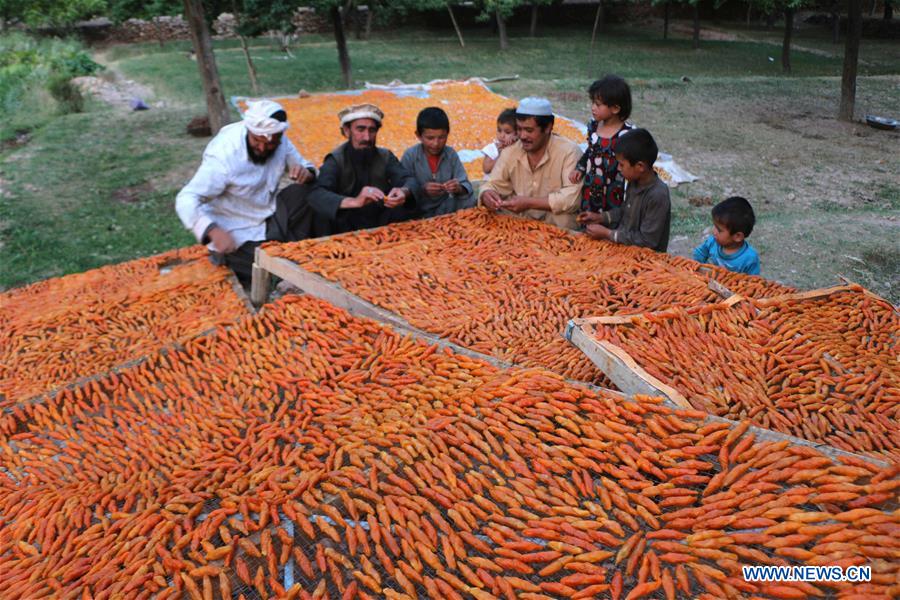 AFGHANISTAN-BAMIYAN-APRICOT FIELD