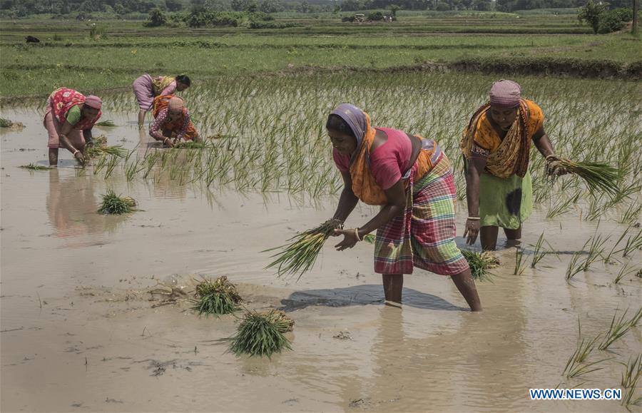 INDIA-KOLKATA-AGRICULTURE-PADDY FIELD