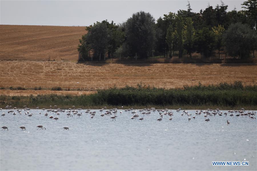 TURKEY-DUDEN LAKE-FLAMINGOS