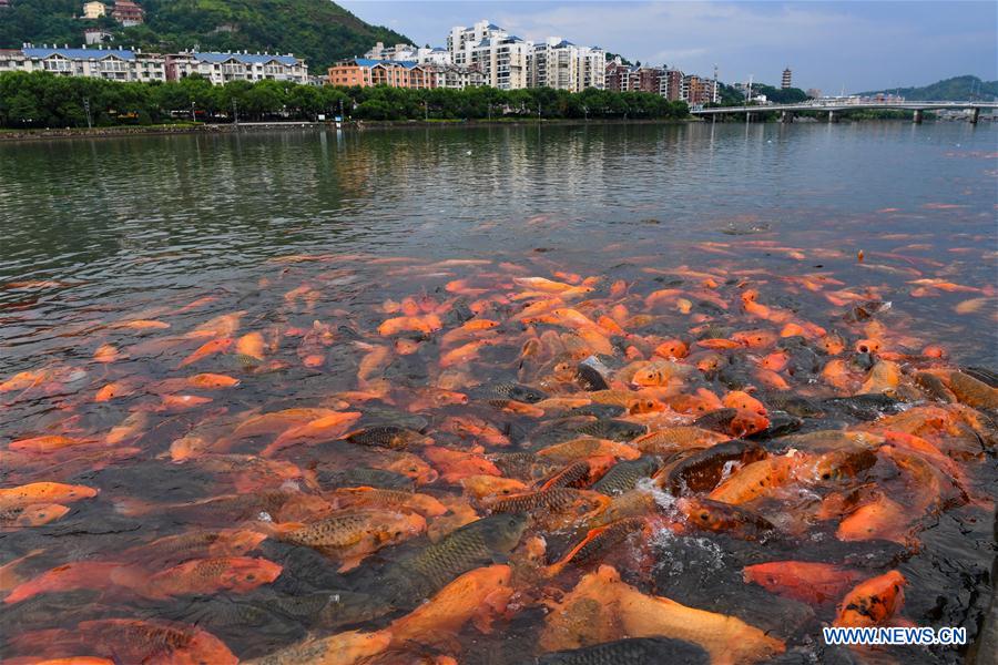 CHINA-FUJIAN-RIVER-FISH (CN)