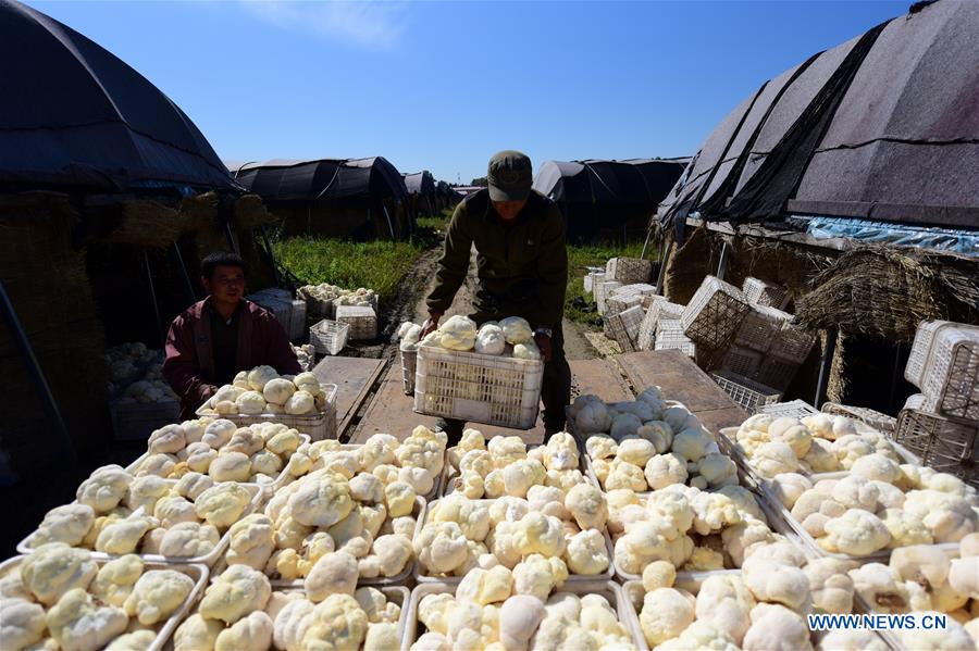 #CHINA-HEILONGJIANG-HAILIN-FUNGUS (CN)