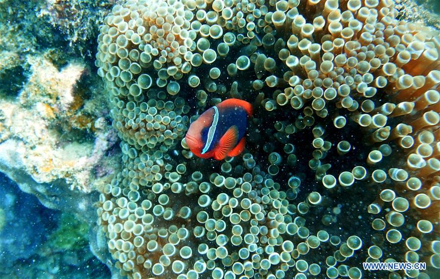 CHINA-HAINAN-CORAL REEF-PROTECTION (CN)