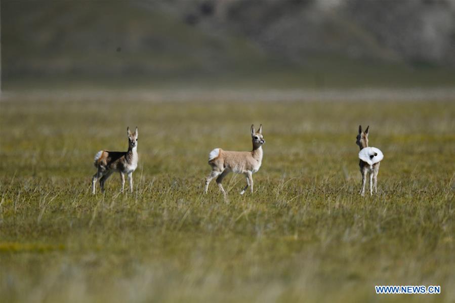 CHINA-TIBET-ALI-WILD ANIMALS-SCENERY (CN)