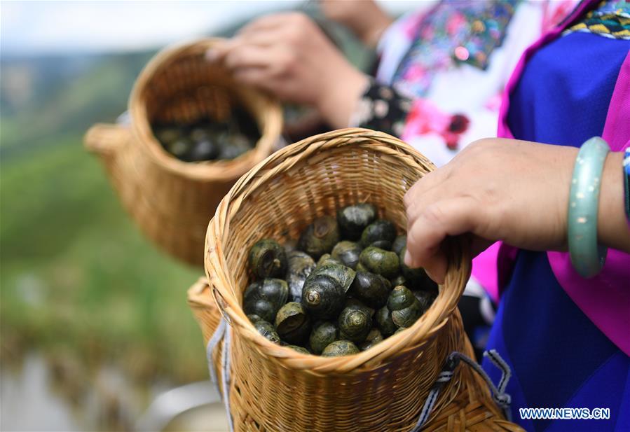 #CHINA-GUANGXI-LIUZHOU-RIVER SNAILS-HARVEST (CN)